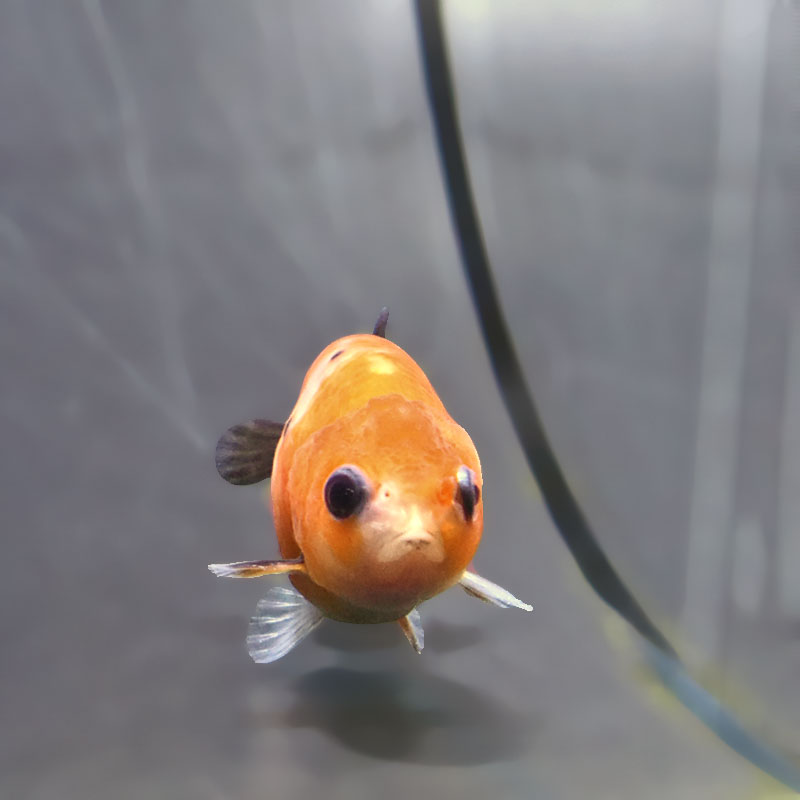 金魚王子】ベビーらんちゅう 6～7cm前後 (個体番号：xsw731) 金魚