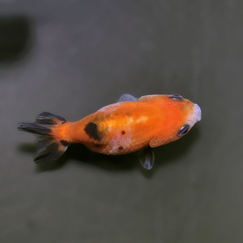 金魚王子】ベビーらんちゅう 6～7cm前後 (個体番号：xsw731) 金魚
