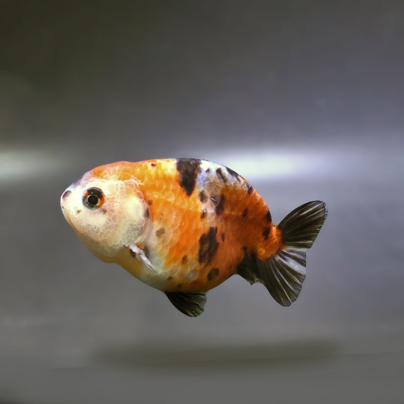 金魚王子】江戸錦 9cm前後 (個体番号：xsw872) 金魚 きんぎょ 生体