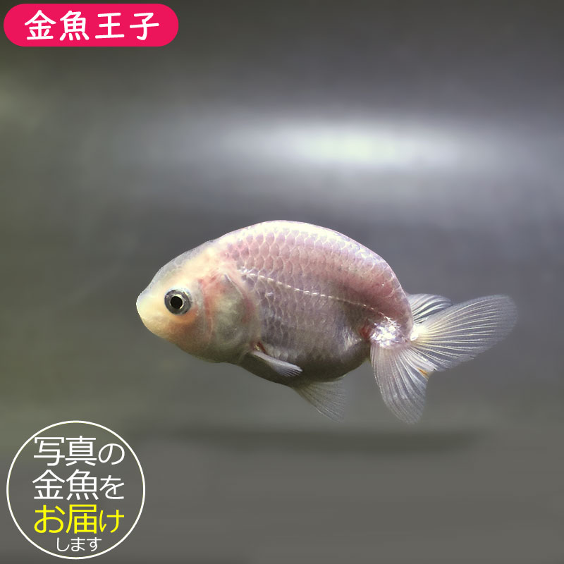 金魚王子】ホワイトらんちゅう 8±1cm前後 (個体番号：zaq331) 金魚