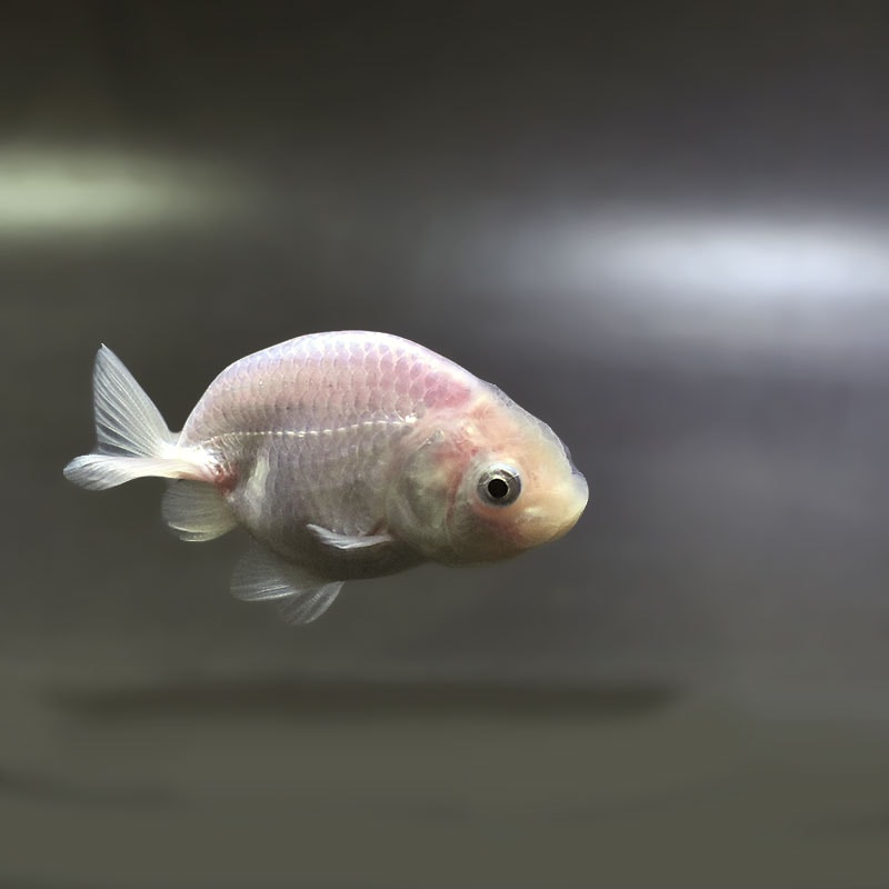 金魚王子】ホワイトらんちゅう 8±1cm前後 (個体番号：zaq331) 金魚