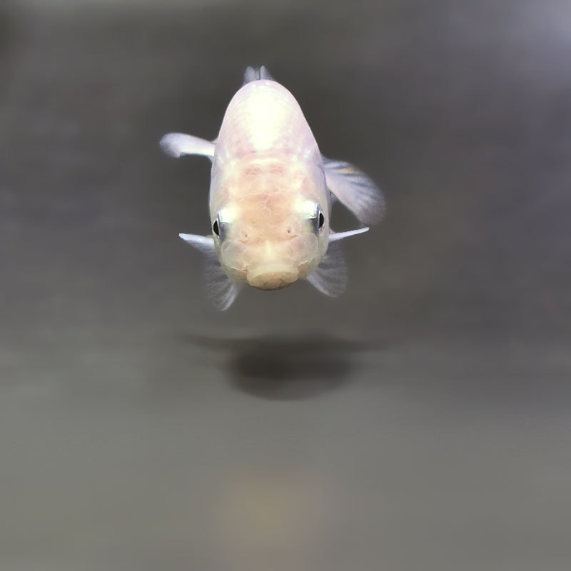 金魚王子】ホワイトらんちゅう 8±1cm前後 (個体番号：zaq331) 金魚