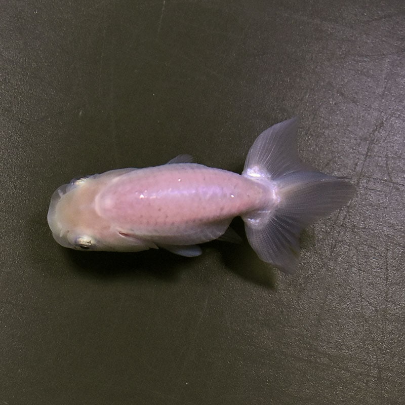 金魚王子】ホワイトらんちゅう 8±1cm前後 (個体番号：zaq331) 金魚