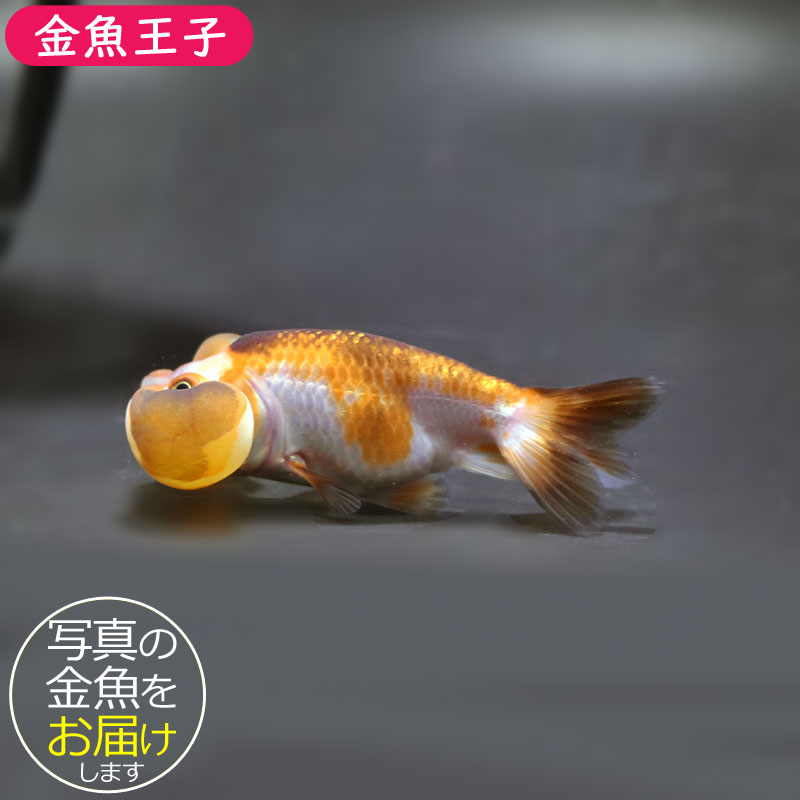 金魚 様 金魚王子】変わり柄水泡眼 8±1cm前後 (個体番号:cde624) 金魚