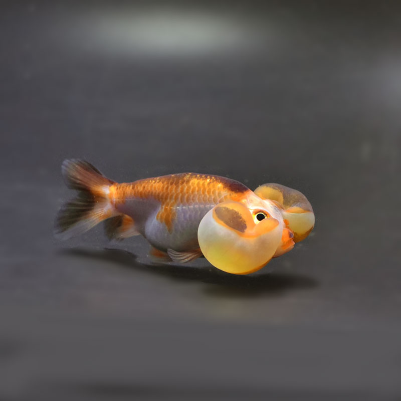 金魚王子】変わり柄水泡眼 8±1cm前後 (個体番号：cde624) 金魚