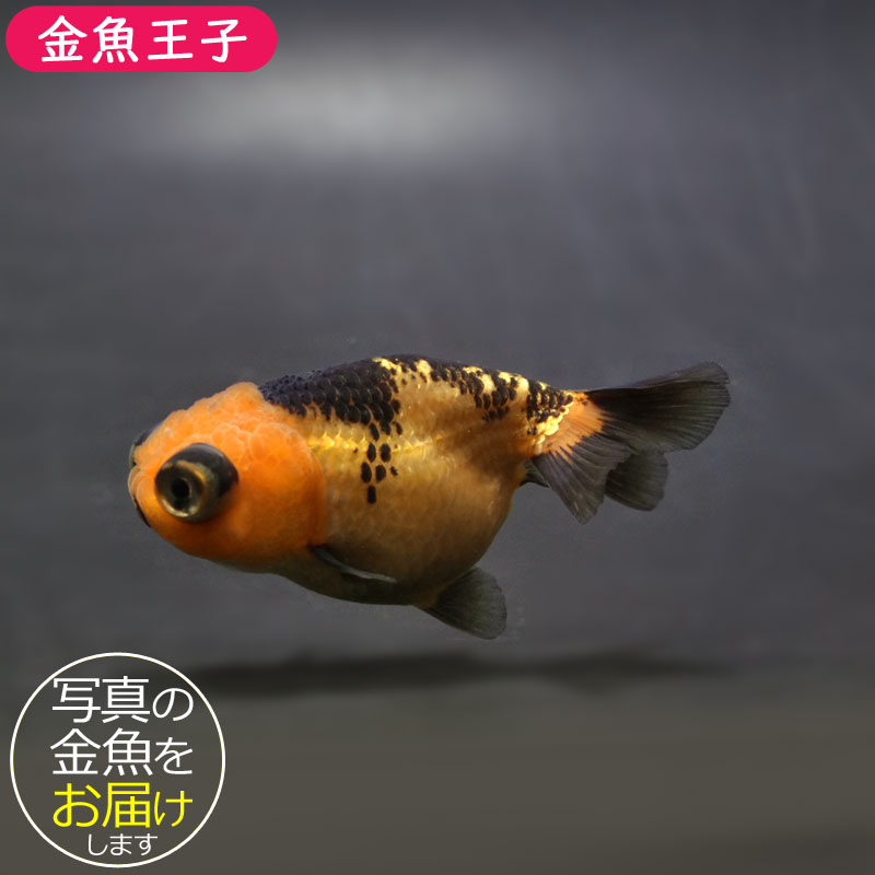 金魚王子】虎出目らんちゅう 7cm前後 (個体番号：cde935) 金魚