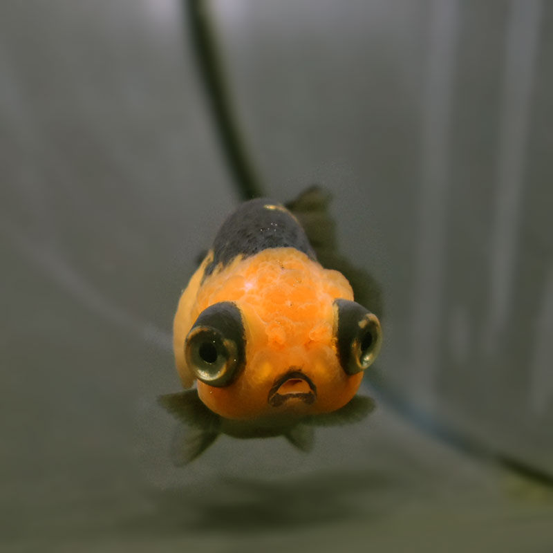 金魚王子】虎出目らんちゅう 7cm前後 (個体番号：cde935) 金魚