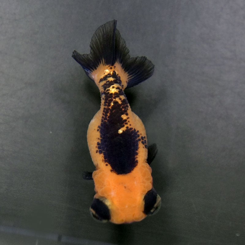 金魚王子】虎出目らんちゅう 7cm前後 (個体番号：cde935) 金魚