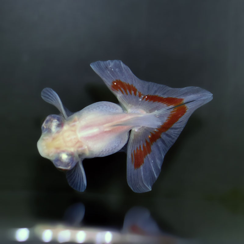 金魚王子】更紗蝶尾 7～8cm前後 (個体番号：xsw204) 金魚 きんぎょ