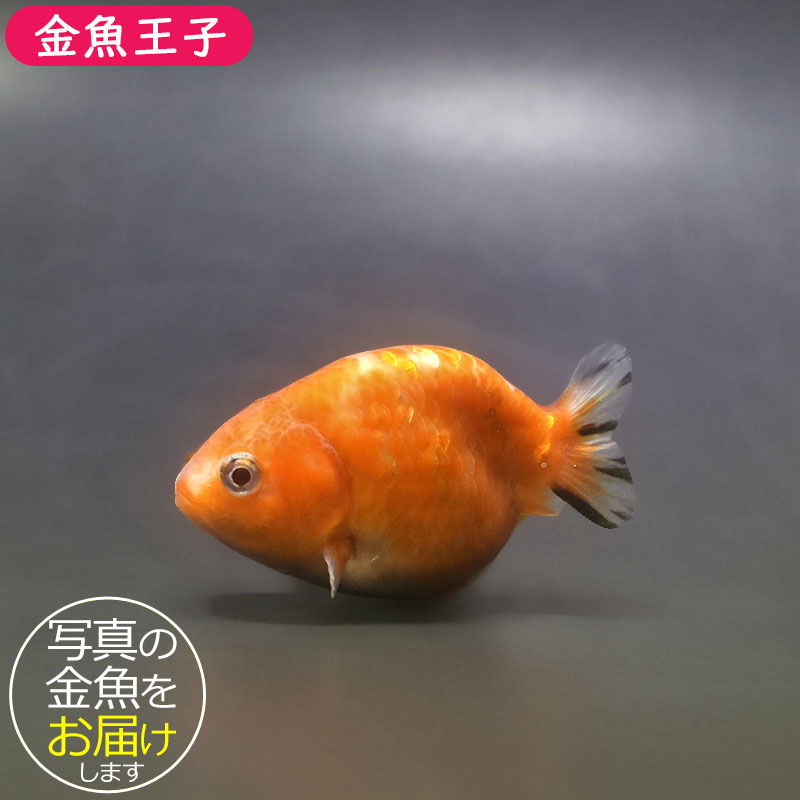 金魚王子】ベビーらんちゅう 6.5±1cm前後 (個体番号：xsw374) 金魚