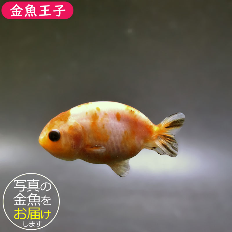 金魚-ランチュウ-デカらん子 金魚王子】ベビーらんちゅう 6～7cm前後 (個体番号：xsw732) 金魚