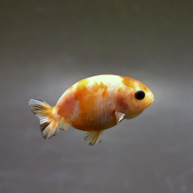 金魚王子】ベビーらんちゅう 6～7cm前後 (個体番号：xsw732) 金魚