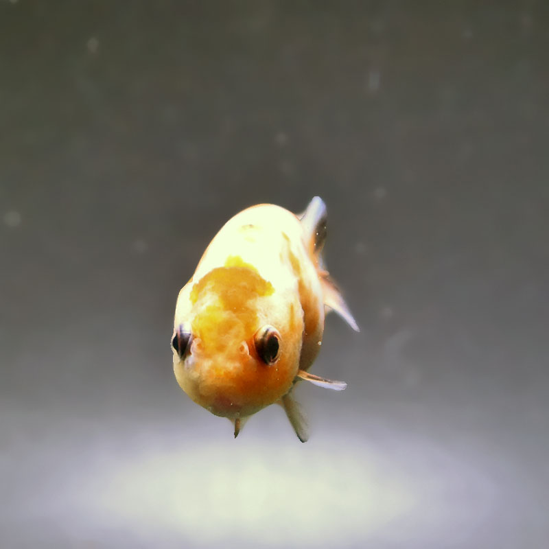 金魚王子】ベビーらんちゅう 6～7cm前後 (個体番号：xsw732) 金魚