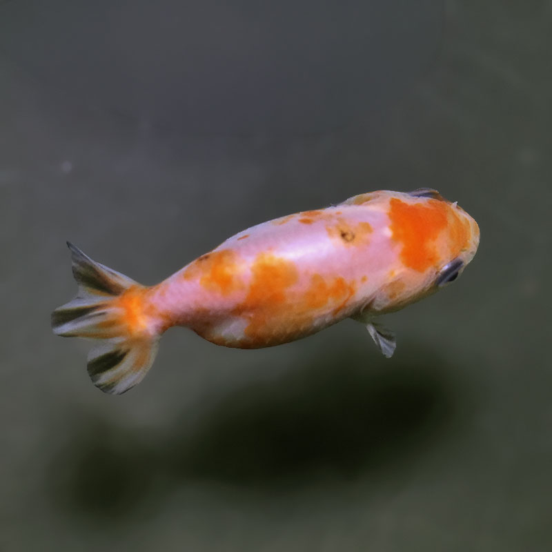 金魚らんちゅう　17センチ２歳 オススメ2歳魚 販売ページ｜金魚・らんちゅうのことなら金魚一道
