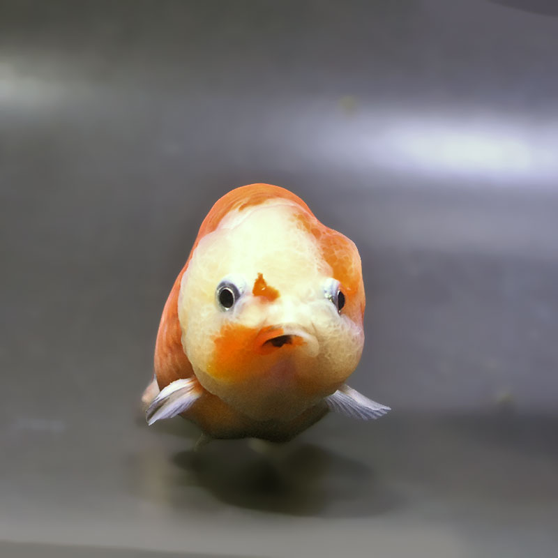 金魚王子】桜錦 9cm前後 (個体番号：xsw873) 金魚 きんぎょ 生体