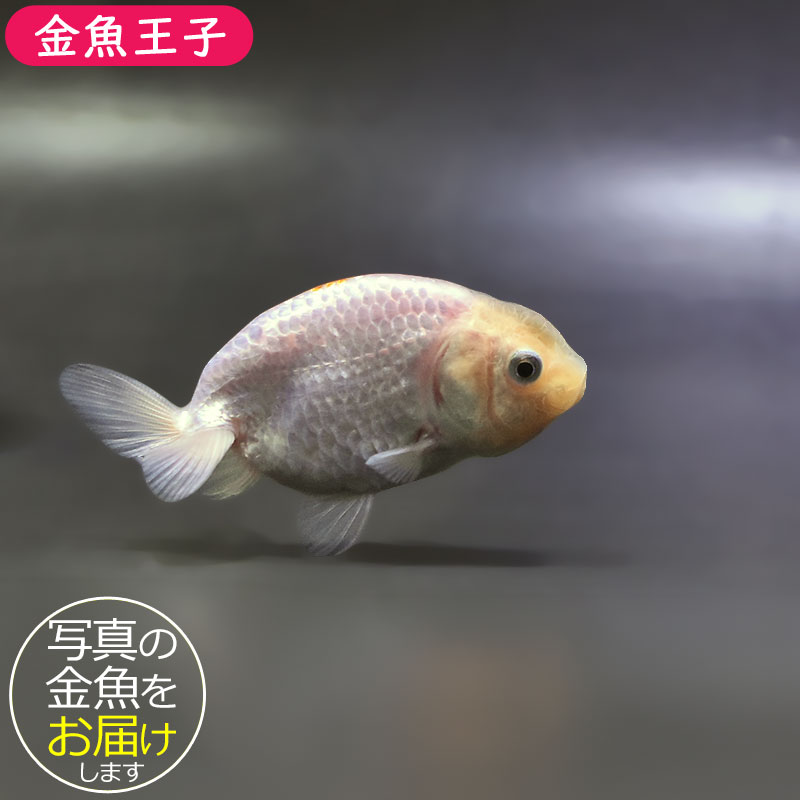 金魚　様 金魚王子】更紗らんちゅう 8±1cm前後 (個体番号：zaq332) 金魚