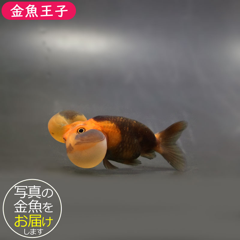 ナオウ様 金魚王子】琉金 (変わり柄／ショートテールタイプ) 6.5±1cm前後