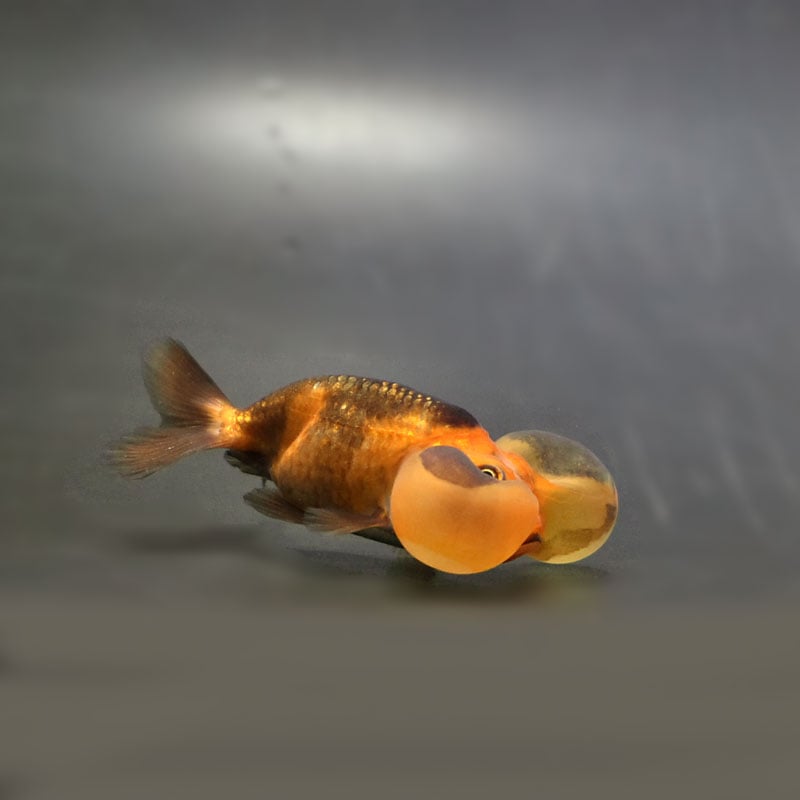 金魚王子】変わり柄水泡眼 8±1cm前後 (個体番号：cde625) 金魚