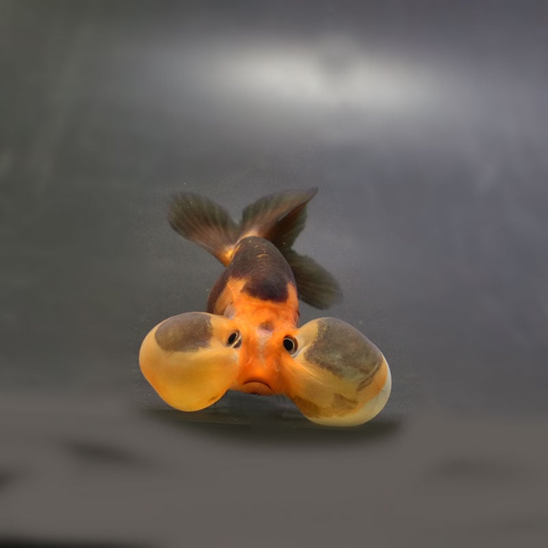 金魚 様 金魚王子】変わり柄水泡眼 8±1cm前後 (個体番号:cde625) 金魚