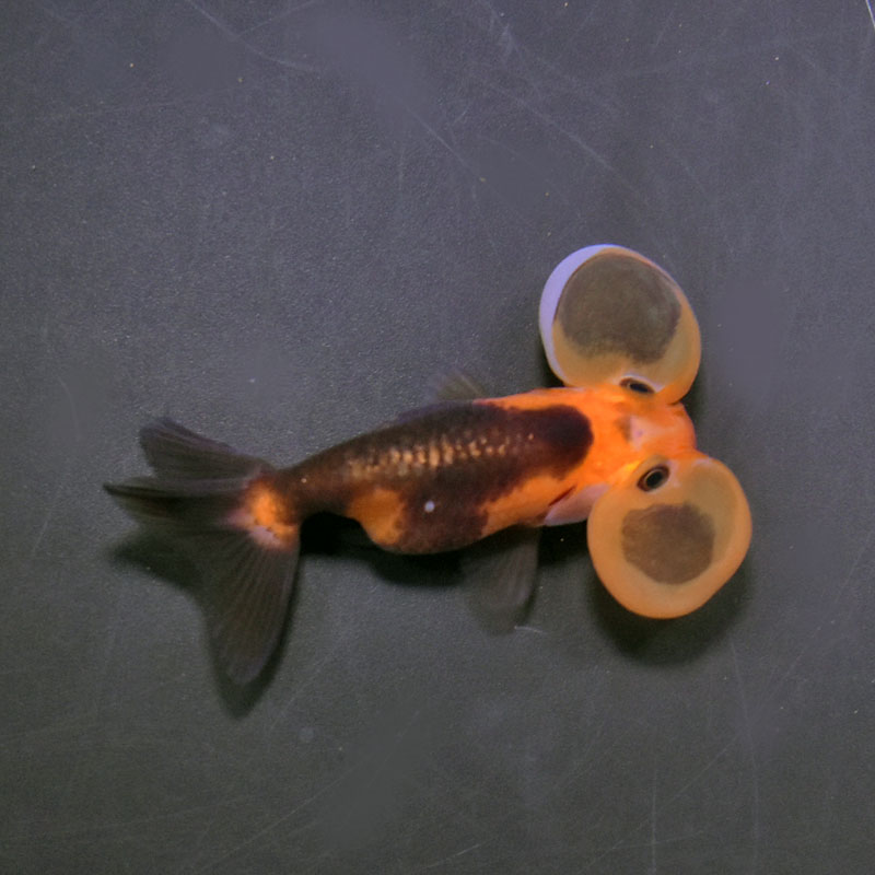 金魚王子】変わり柄水泡眼 8±1cm前後 (個体番号：cde625) 金魚