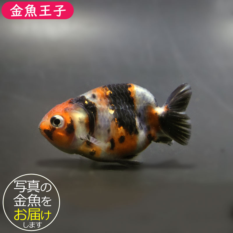 【金魚】 金魚王子】江戸錦 6.5±1cm前後 (個体番号：cde771) 金魚 きんぎょ 生体