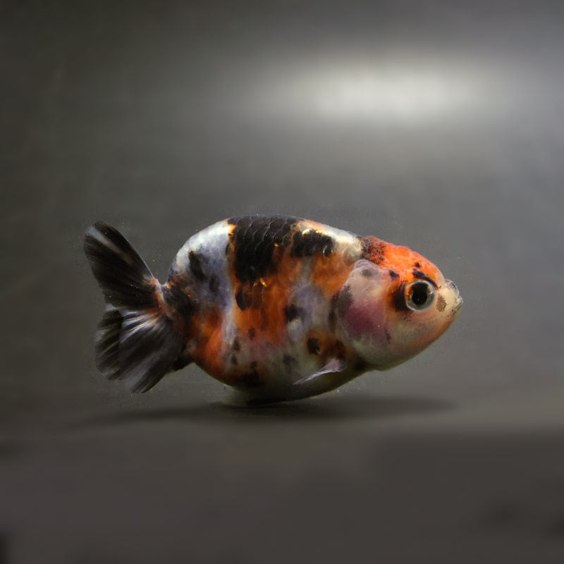 金魚王子】江戸錦 6.5±1cm前後 (個体番号：cde771) 金魚 きんぎょ 生体