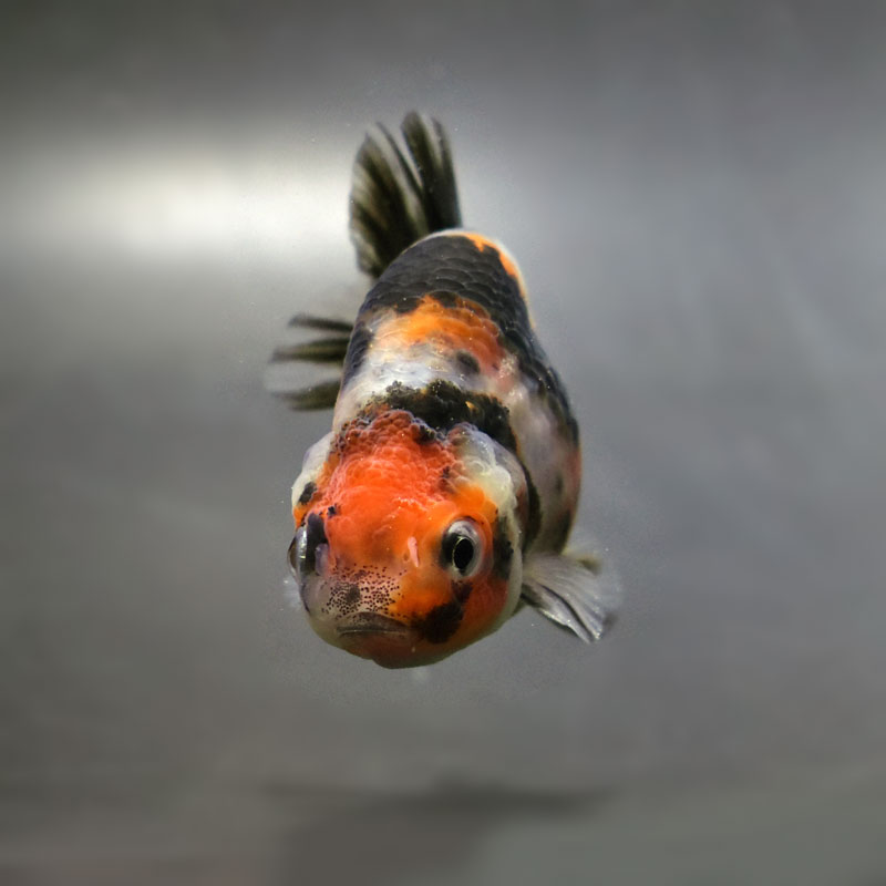 金魚王子】江戸錦 6.5±1cm前後 (個体番号：cde771) 金魚 きんぎょ 生体