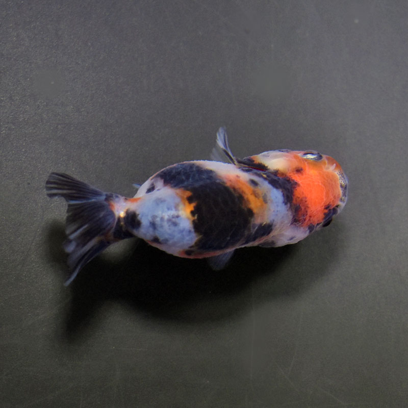 金魚王子】江戸錦 6.5±1cm前後 (個体番号：cde771) 金魚 きんぎょ 生体