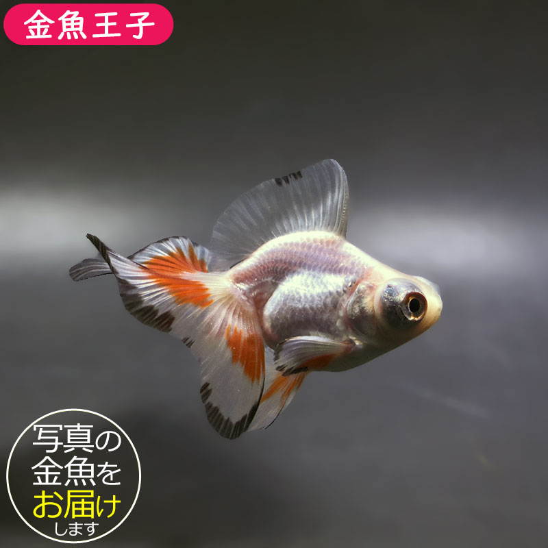 金魚王子】三色蝶尾 7～8cm前後 (個体番号：xsw205) 金魚 きんぎょ