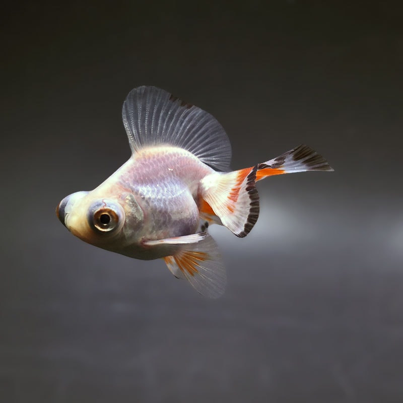 金魚王子】三色蝶尾 7～8cm前後 (個体番号：xsw205) 金魚 きんぎょ