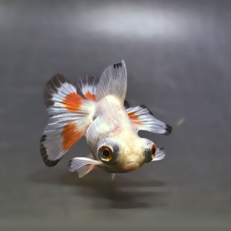 金魚王子】三色蝶尾 7～8cm前後 (個体番号：xsw205) 金魚 きんぎょ