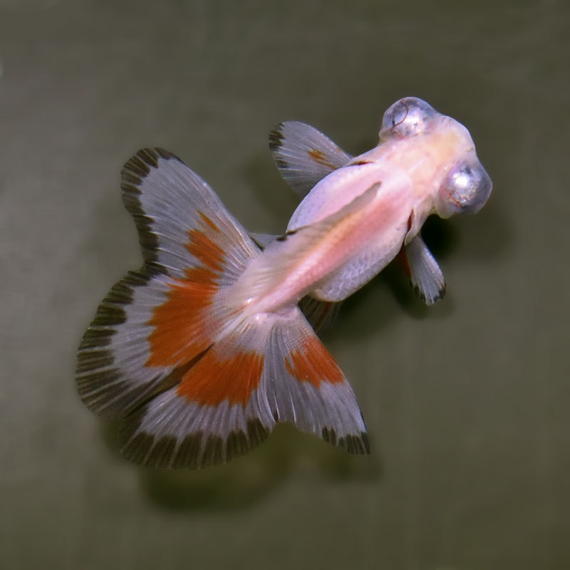 金魚王子】三色蝶尾 7～8cm前後 (個体番号：xsw205) 金魚 きんぎょ