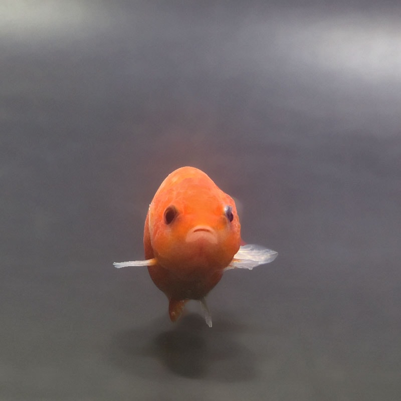 金魚王子】ベビーらんちゅう 6.5±1cm前後 (個体番号：xsw375) 金魚