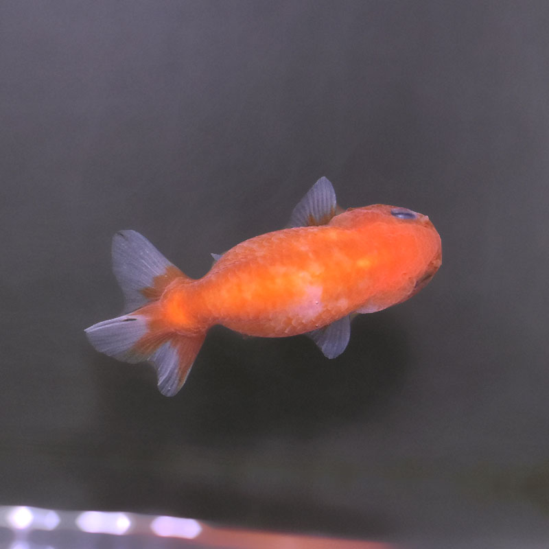 金魚王子】ベビーらんちゅう 6.5±1cm前後 (個体番号：xsw375) 金魚