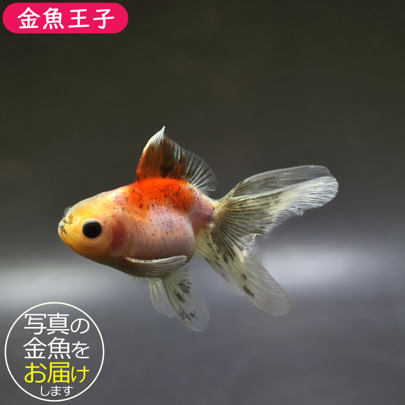 金魚王子】ハーフムーンオランダ 7～8cm前後 (個体番号：xsw542) 金魚