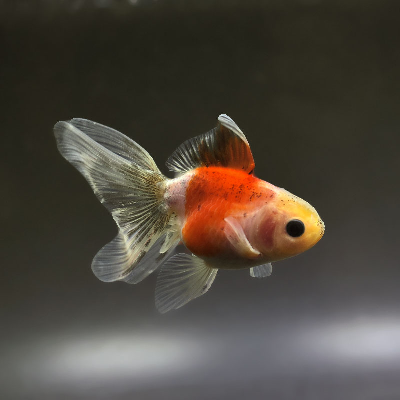 金魚王子】ハーフムーンオランダ 7～8cm前後 (個体番号：xsw542) 金魚