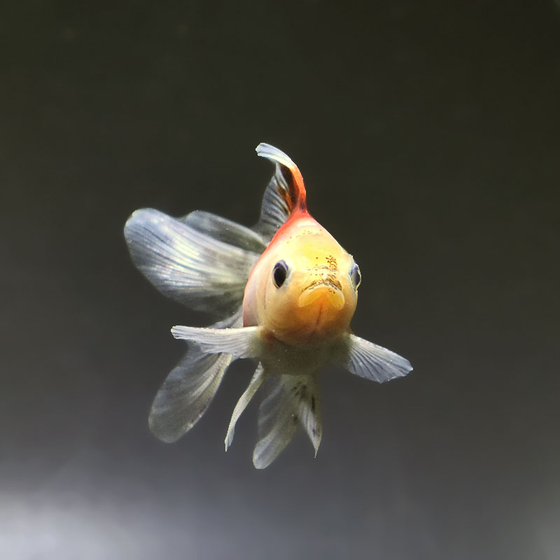 金魚王子】ハーフムーンオランダ 7～8cm前後 (個体番号：xsw542) 金魚