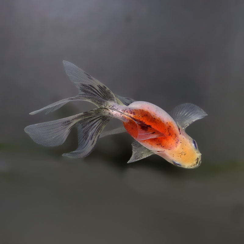 特大金魚2匹 薩摩産 超特大ピンポンパール 17㎝前後 | 金魚と両生類のお店 さだお