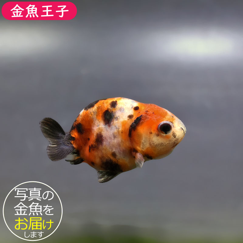 らんちゅう（150cm） 金魚王子】ベビーらんちゅう 6～7cm前後 (個体番号：xsw733) 金魚