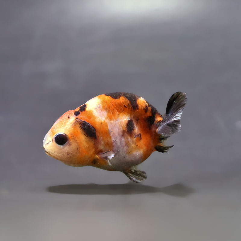 らんちゅう（150cm） 金魚王子】ベビーらんちゅう 6～7cm前後 (個体番号：xsw733) 金魚