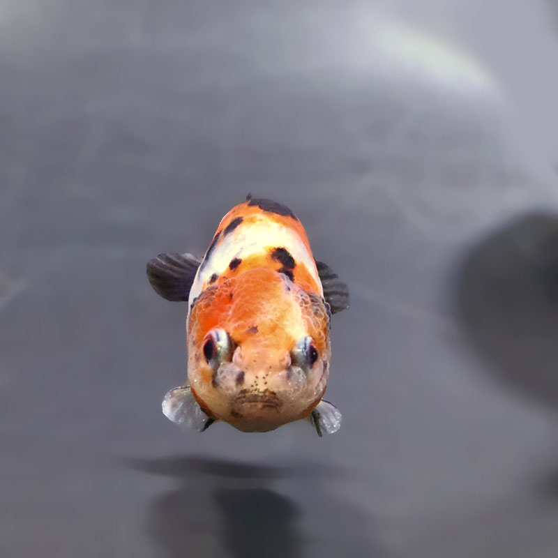 らんちゅう６匹 金魚王子】ベビーらんちゅう 6～7cm前後 (個体番号：xsw733) 金魚