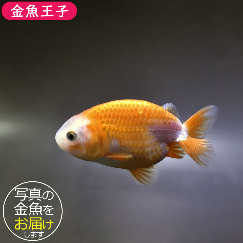 金魚王子】更紗らんちゅう 8±1cm前後 (個体番号：zaq333) 金魚