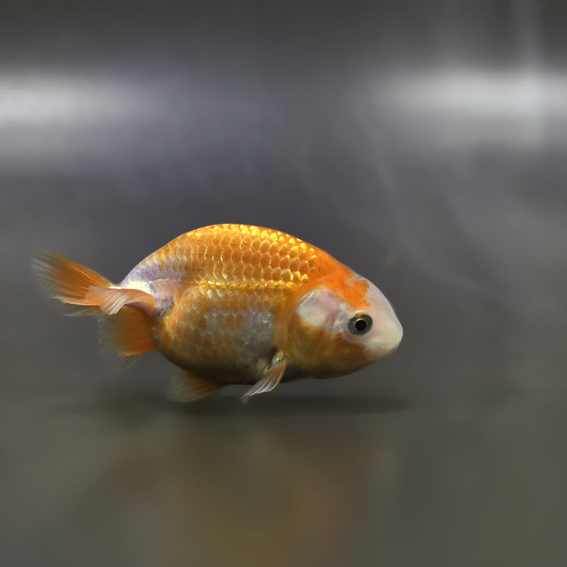 金魚王子】更紗らんちゅう 8±1cm前後 (個体番号：zaq333) 金魚