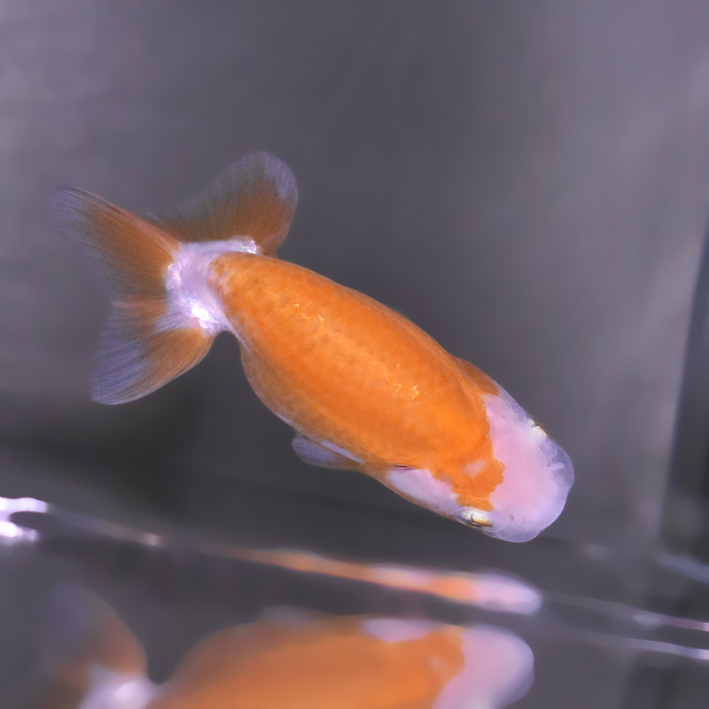 金魚王子】更紗らんちゅう 8±1cm前後 (個体番号：zaq333) 金魚