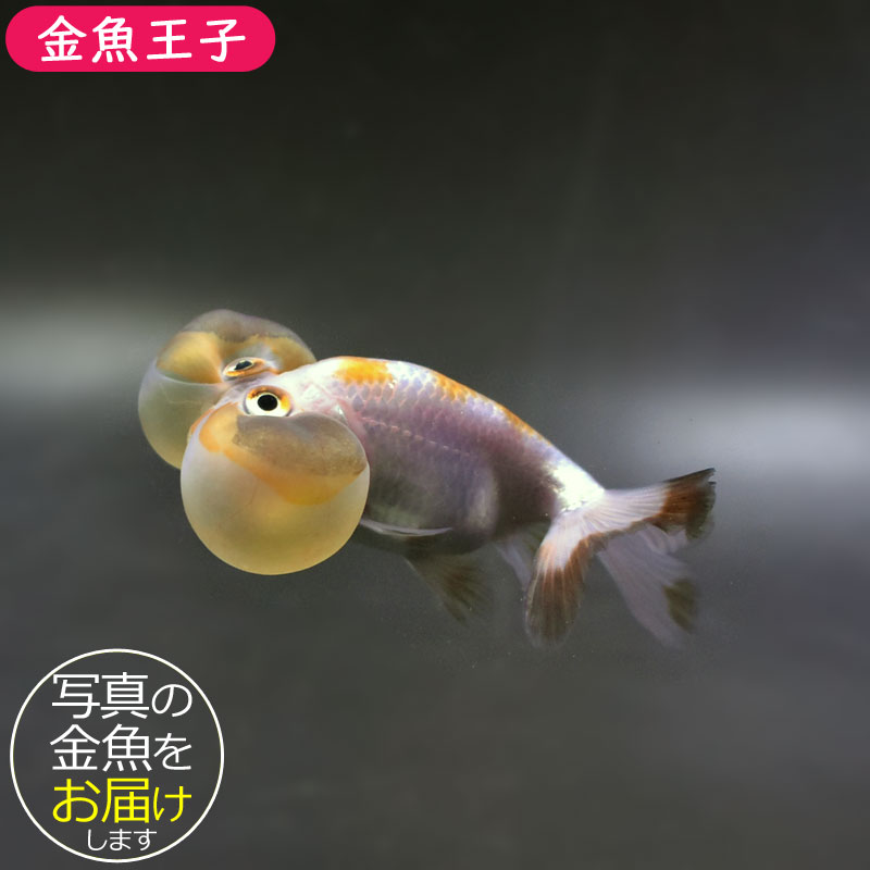 金魚王子】変わり柄水泡眼 8±1cm前後 (個体番号：cde626) 金魚