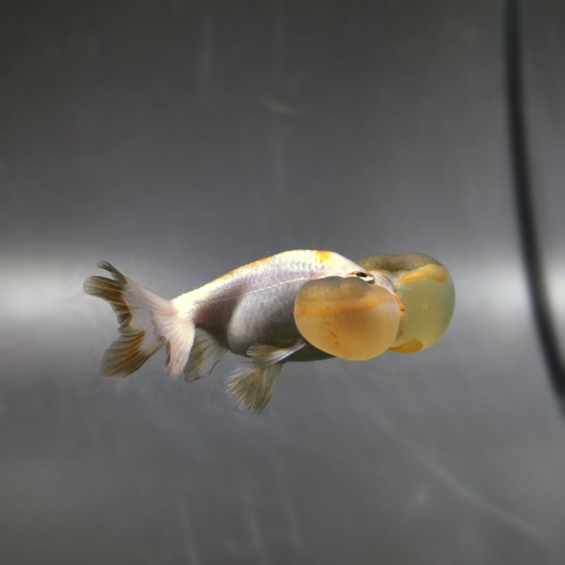 金魚王子】変わり柄水泡眼 8±1cm前後 (個体番号：cde626) 金魚