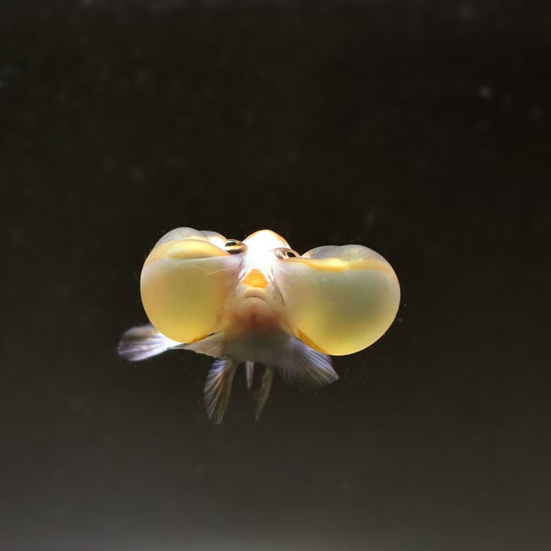 きんぎょ様 金魚王子】変わり柄らんちゅう 6±1cm前後 (個体番号：cde567