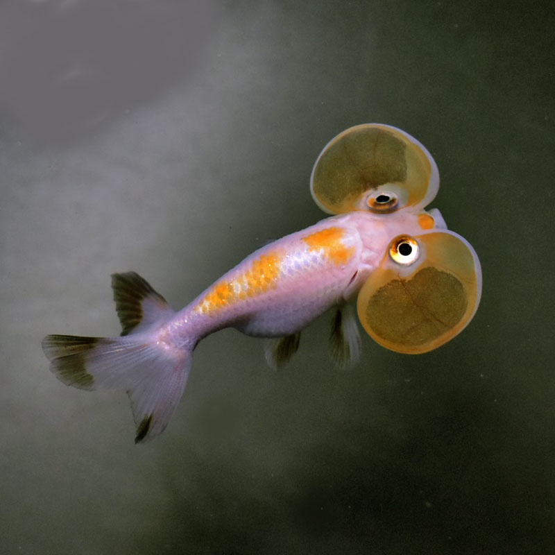 金魚王子】変わり柄水泡眼 8±1cm前後 (個体番号：cde626) 金魚