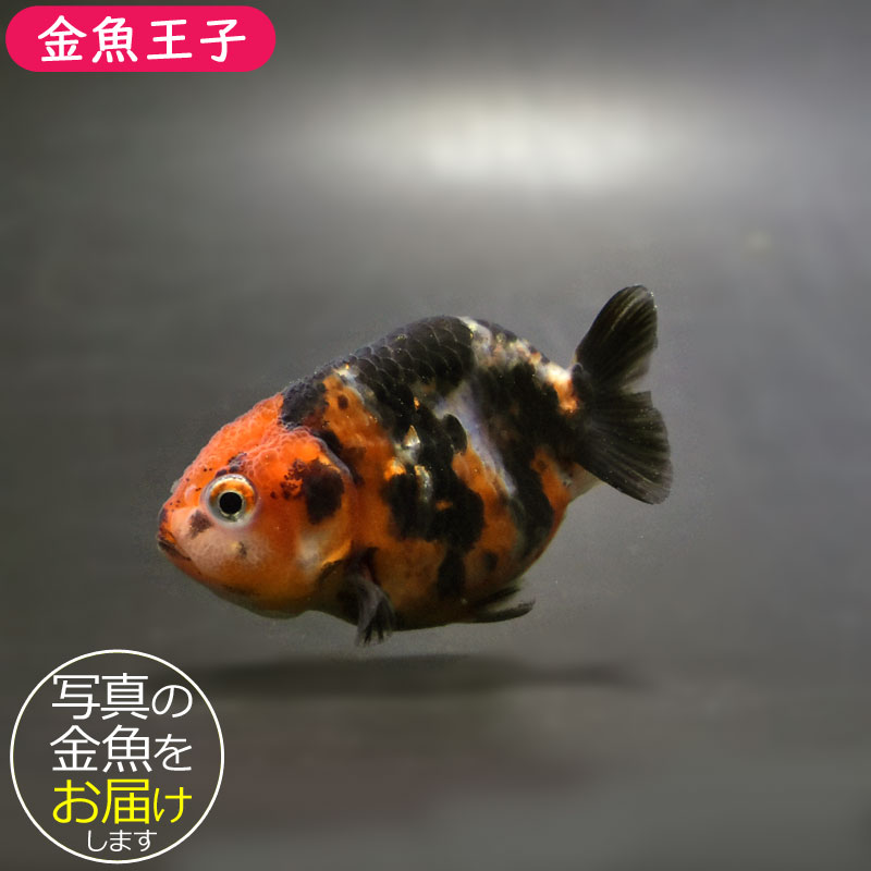 『きんぎょ』 金魚王子】江戸錦 6.5±1cm前後 (個体番号：cde772) 金魚 きんぎょ 生体