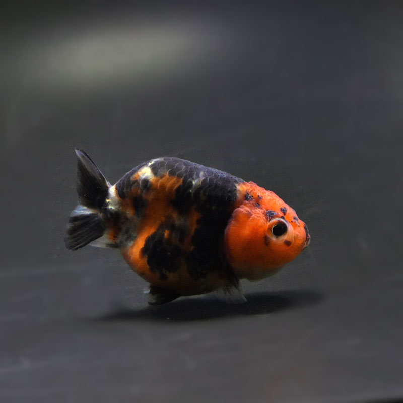 金魚王子】江戸錦 6.5±1cm前後 (個体番号：cde772) 金魚 きんぎょ 生体